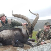 Gredos Ibex