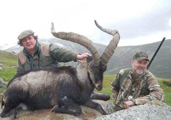 Gredos Ibex