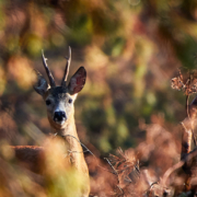 Hunting of roe deer in spain with Cazatur