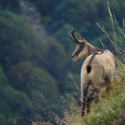 The hunt for the Cantabrian chamois in Spain, one of the most beautiful in the country